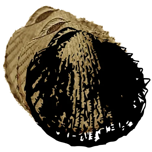 Ribbed clam shell 02