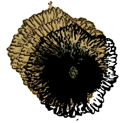 Frilled barnacle from above 02