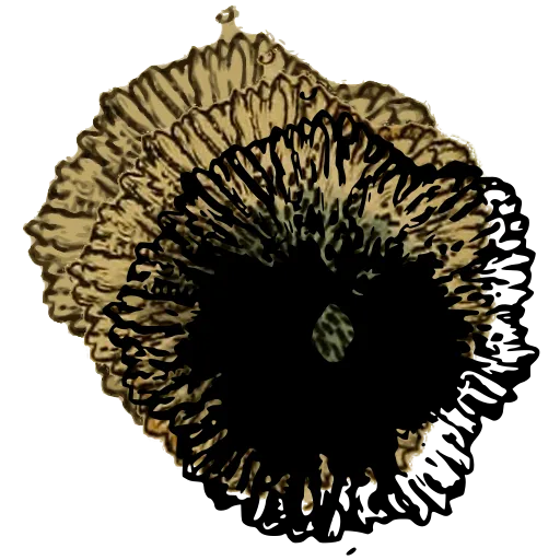 Frilled barnacle from above 02