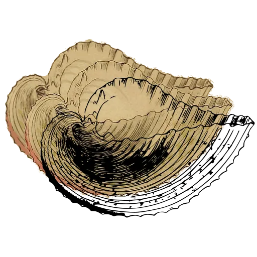 Coiled shell outline 02