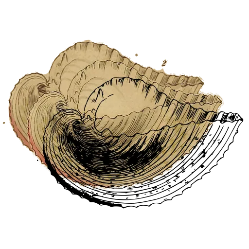 Coiled shell outline 02