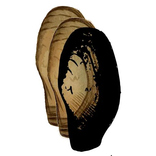 Dark bivalve shell 02