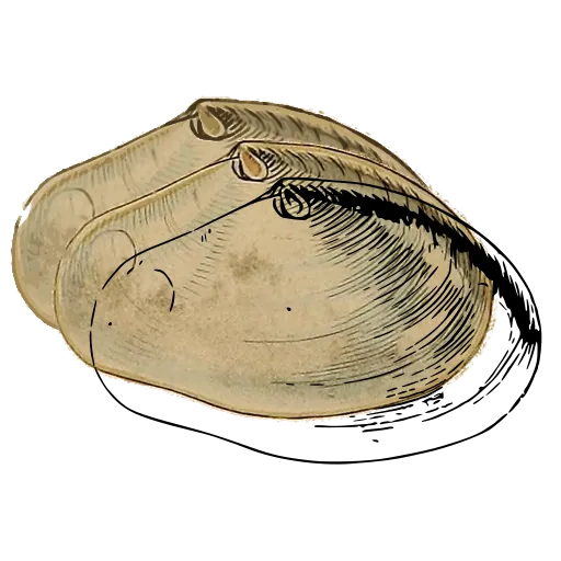 Smooth bivalve outline 03
