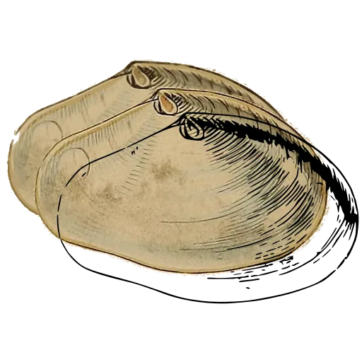 Smooth bivalve outline 03