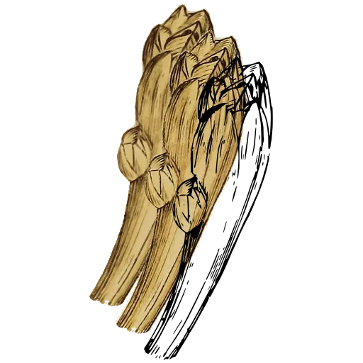 Barnacle on a stalk 02