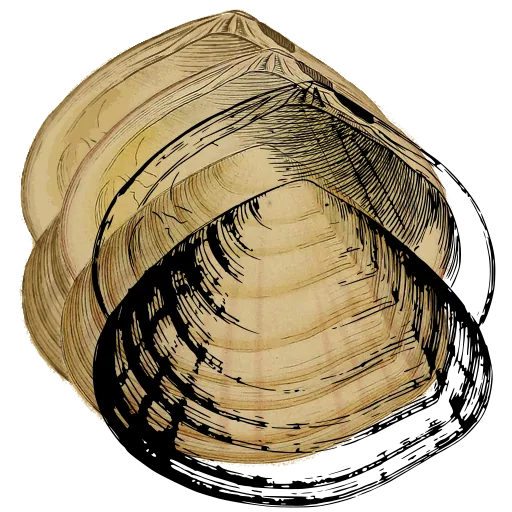 Ribbed bivalve outline 03