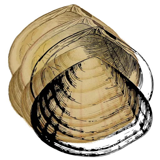 Ribbed bivalve outline 03
