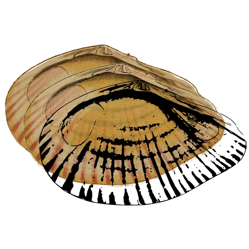 Ribbed clam shell 03