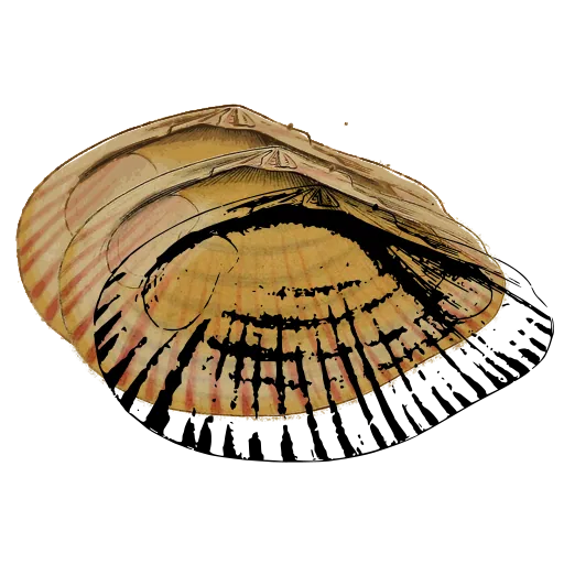 Ribbed clam shell 03