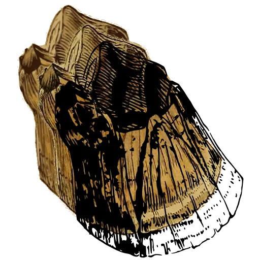 Acorn barnacle side view