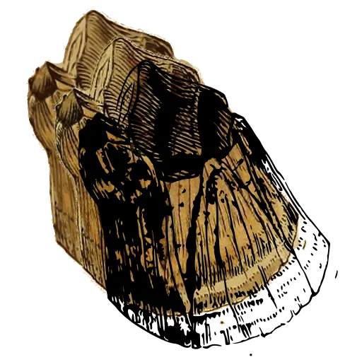 Acorn barnacle side view