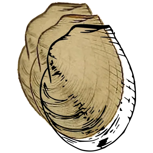 Smooth bivalve outline 04
