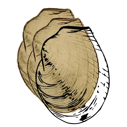 Smooth bivalve outline 04