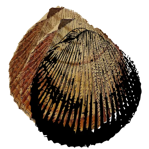 Ribbed cockle shell 07