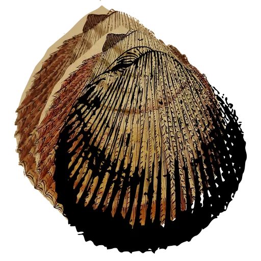 Ribbed cockle shell 07