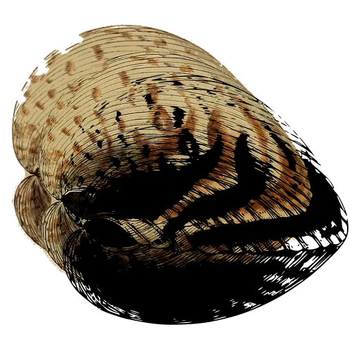 Marked bivalve shell 04