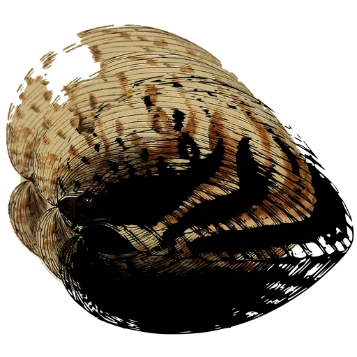 Marked bivalve shell 04