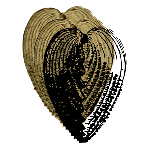 Heart-shaped cockle shell 03