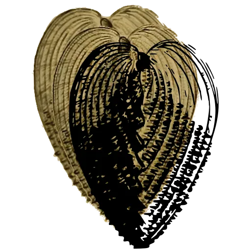 Heart-shaped cockle shell 03