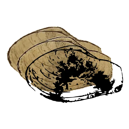 Mottled bivalve shell