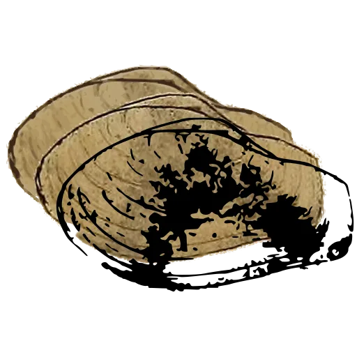 Mottled bivalve shell