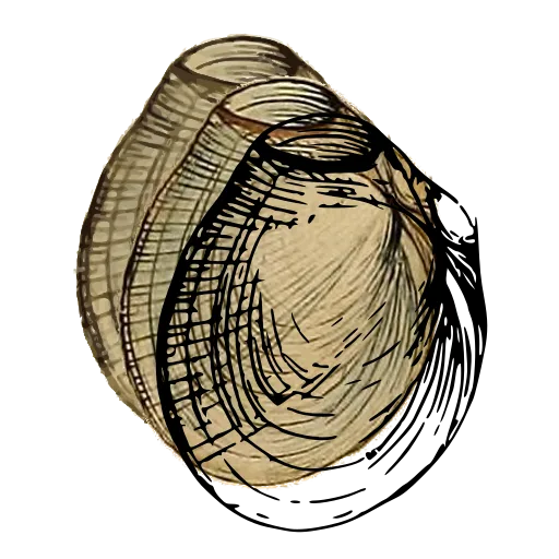 Ribbed clam shell 04