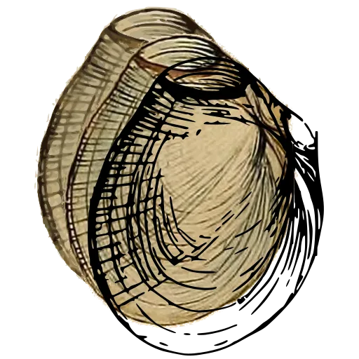 Ribbed clam shell 04