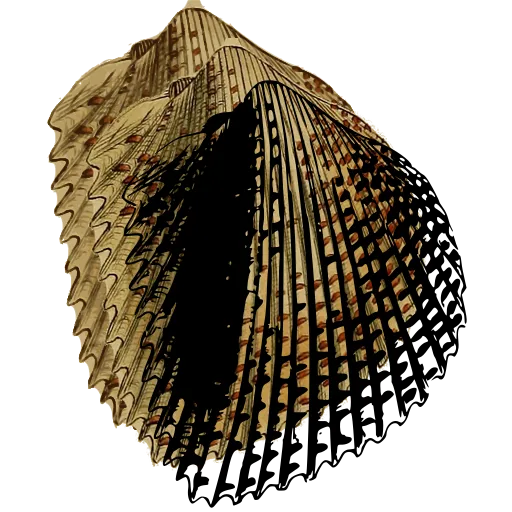 Spined cockle shell 02