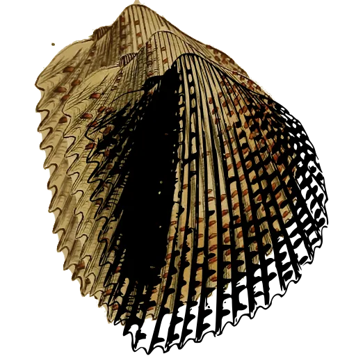 Spined cockle shell 02