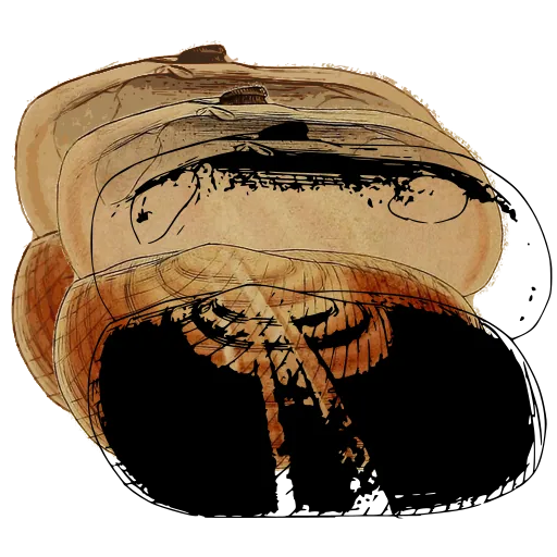 Open bivalve shell 04