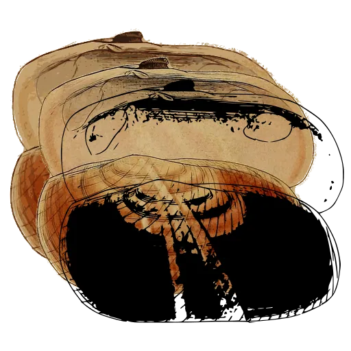 Open bivalve shell 04