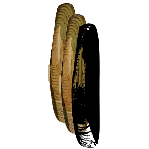 Long bivalve shell 03