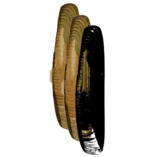 Long bivalve shell 03