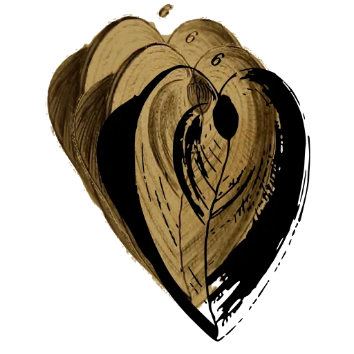 Heart-shaped bivalve shell 02