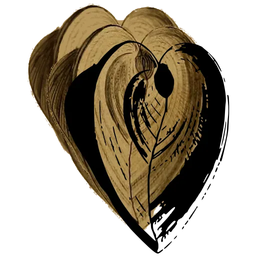 Heart-shaped bivalve shell 02
