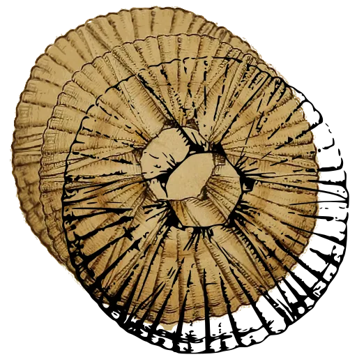 Barnacle from above 10