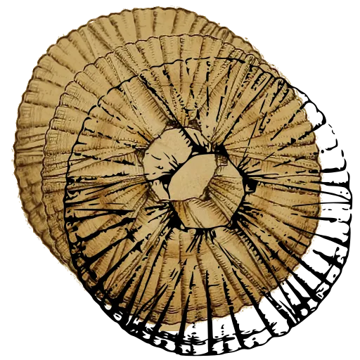 Barnacle from above 10