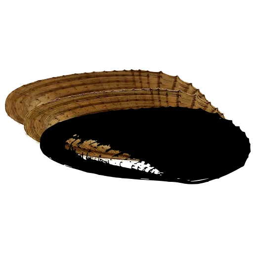 Dark long bivalve