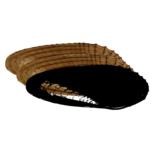Dark long bivalve