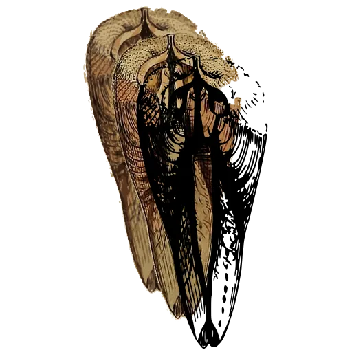 Bivalve interior with teeth 03
