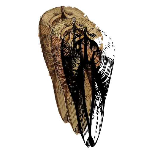 Bivalve interior with teeth 03