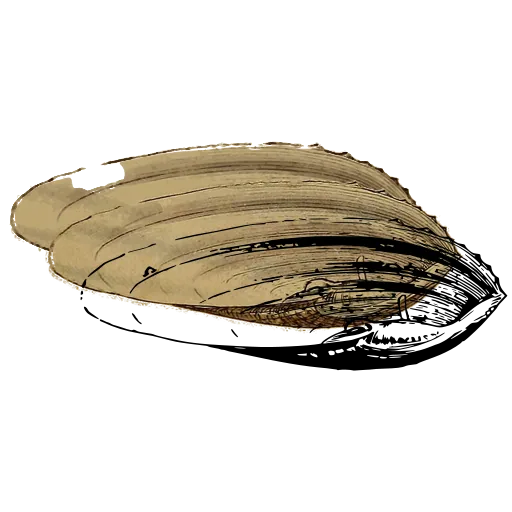 Long bivalve outline