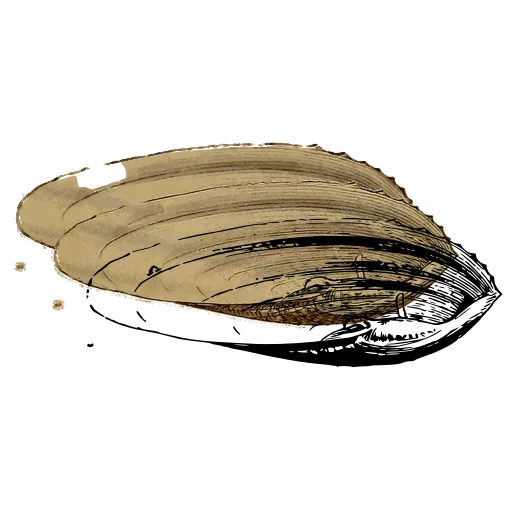 Long bivalve outline