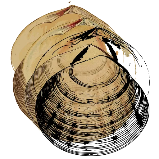 Ribbed clam shell 05