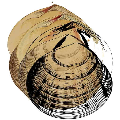 Ribbed clam shell 05