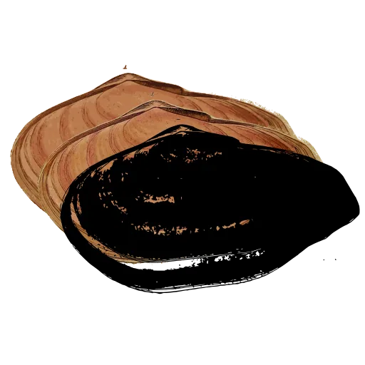 Dark mussel shell 02