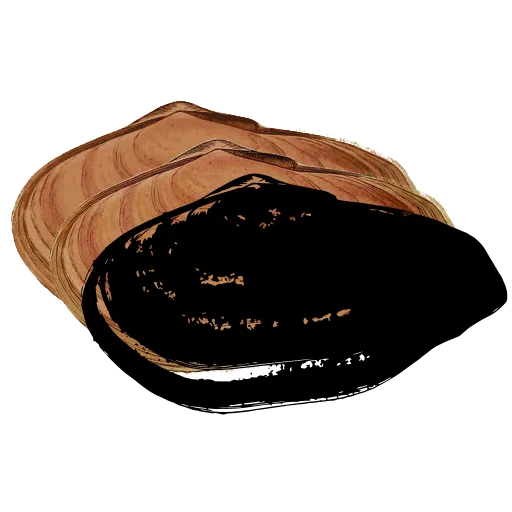 Dark mussel shell 02