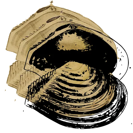 Ribbed clam shell 06