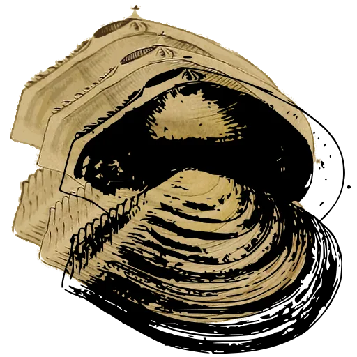 Ribbed clam shell 06