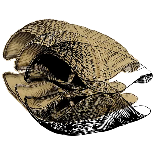 Broken shell valves